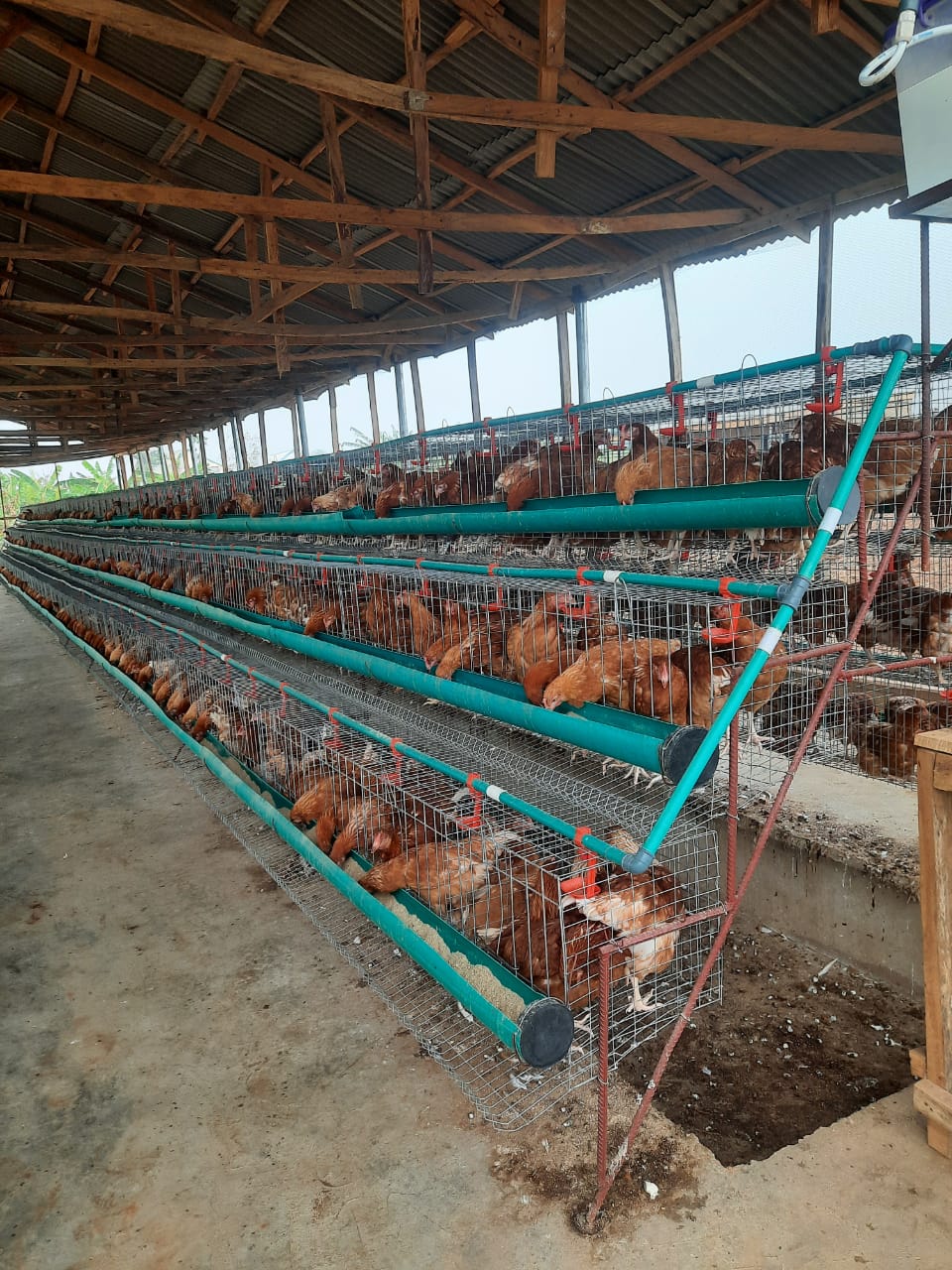 Our Bovan Brown Chickens | Fuze Farm Nigeria